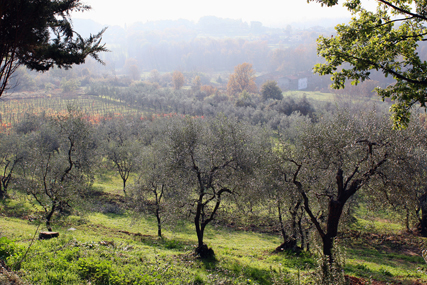 Corte Malgiacca - Olive Oil