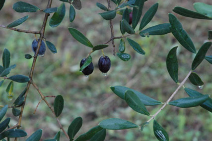 Corte Malgiacca - Olive Oil
