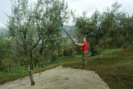 Corte Malgiacca - Olive Oil