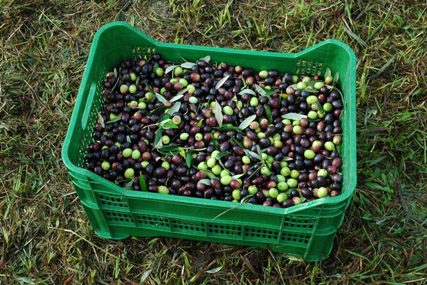Corte Malgiacca - Olive Oil