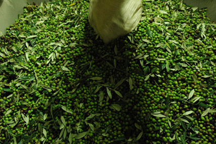 Corte Malgiacca - Olive Oil