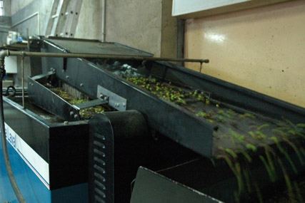 Corte Malgiacca - Olive Oil