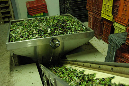 Corte Malgiacca - Olive Oil
